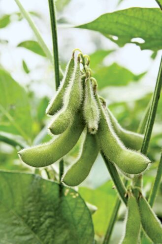 Soybeans