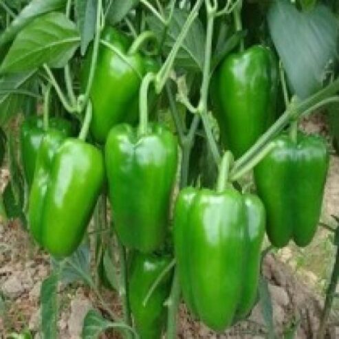 09-05-2019Capsicum_shimla_mirch_seeds