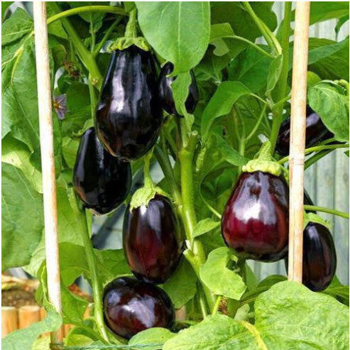 fresh-brinjal-plant-500×500-1