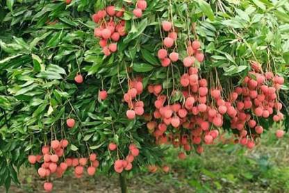 gardens-live-sweet-lychee-dwarf-litchi-fruit-healthy-plant-1-original-imafrf7u5wmhqfu2