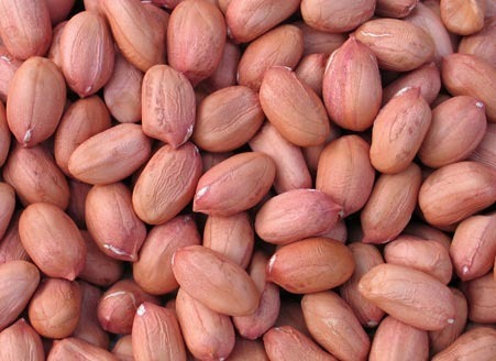 java-groundnut-500×500-1