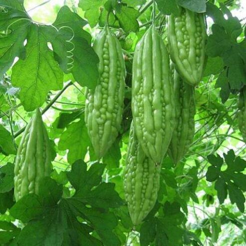 nurserylive-seeds-bitter-gourd-f1-spartan-vegetable-seeds-16969056452748_512x512