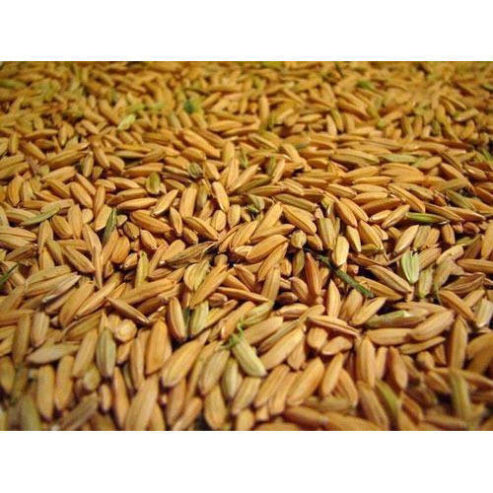 paddy-seeds-500×500-1