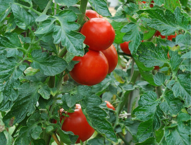 tomatoes-picture