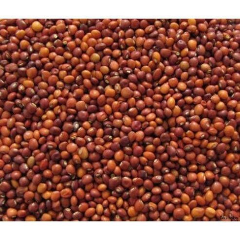 red-gram-seeds-500×500-1