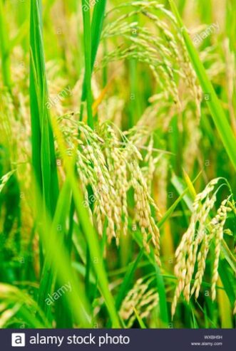 ripening-rice-in-a-paddy-field-close-up-wxbh5h-500×500-1